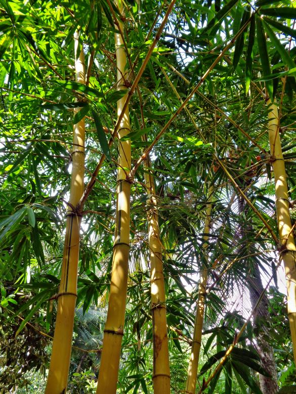 Free stock image of Trees created by Anuraj R V