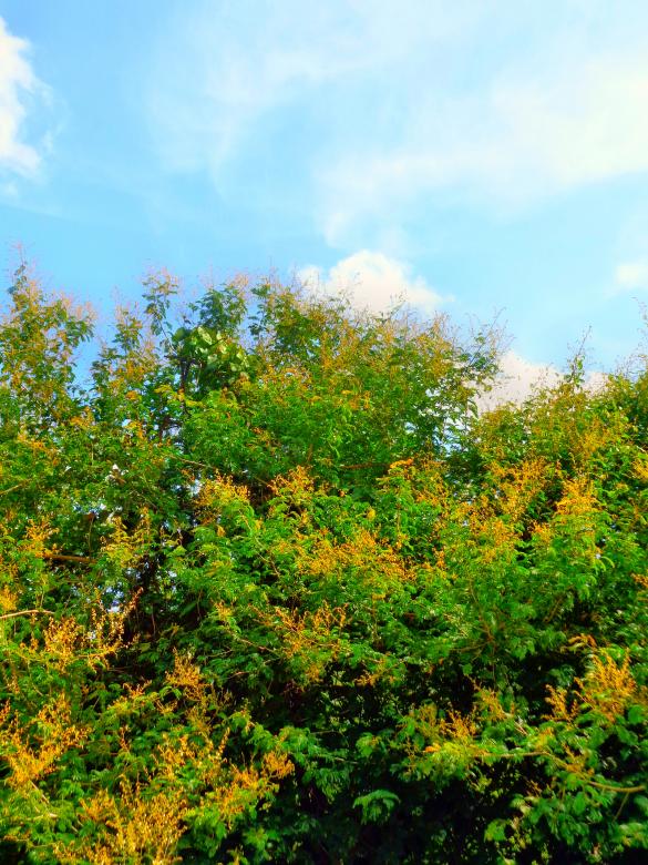 Free stock image of Trees created by Anuraj R V