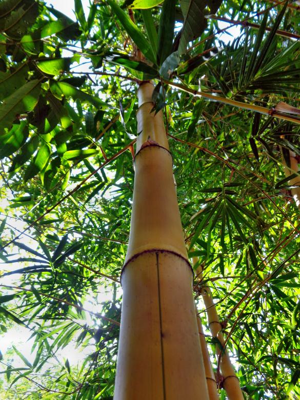 Free stock image of Tree created by Anuraj R V