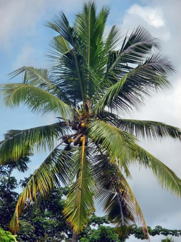 Free stock image of Palm Tree created by Anuraj R V