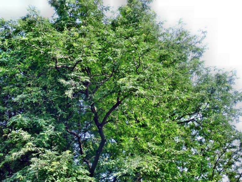 Free stock image of Trees created by Anuraj R V