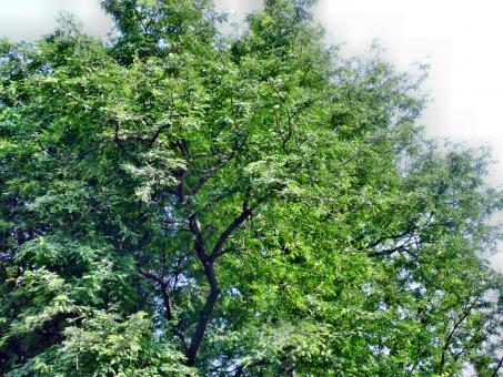 Trees