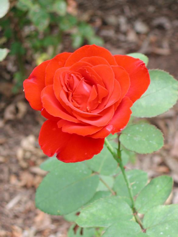 Free stock image of Red rose created by Larina Bridenstine