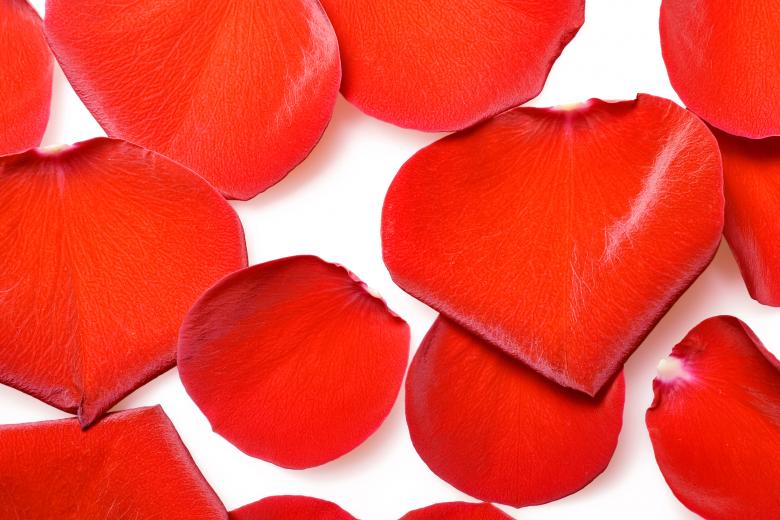 Free stock image of rose petals created by 2happy
