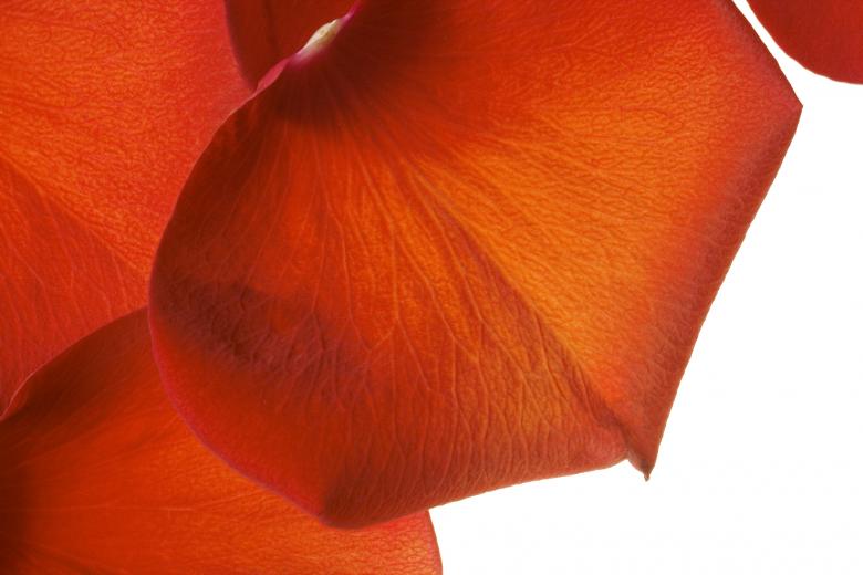 Free stock image of rose petals created by 2happy