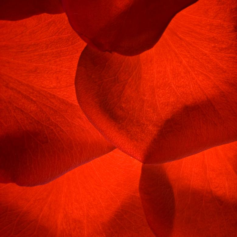 Free stock image of rose petals created by 2happy