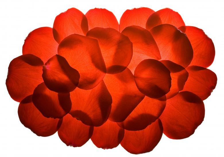 Free stock image of rose petals created by 2happy