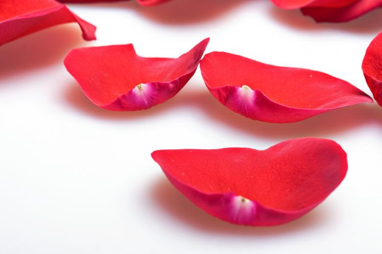 Free stock image of rose petals created by 2happy