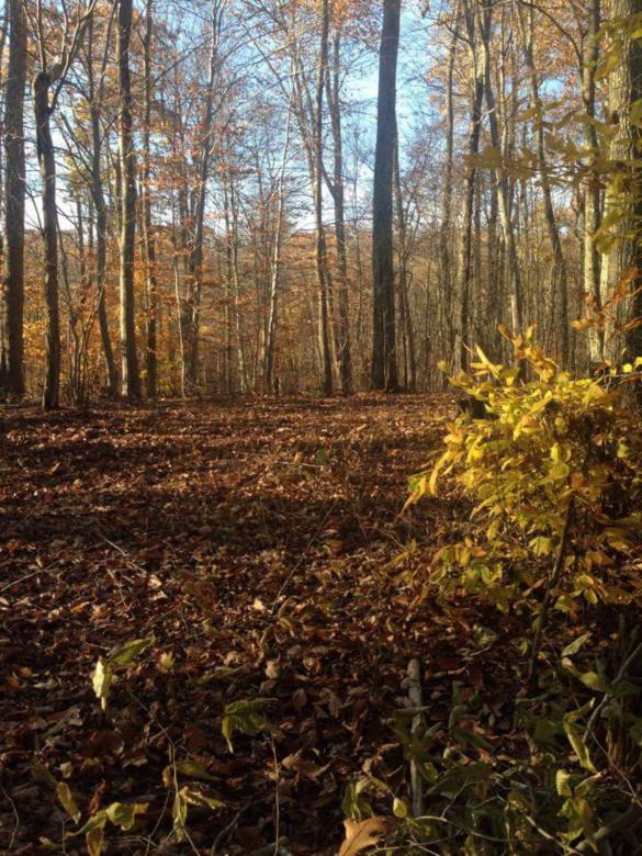 Free stock image of The Woodlands created by Nature Girl