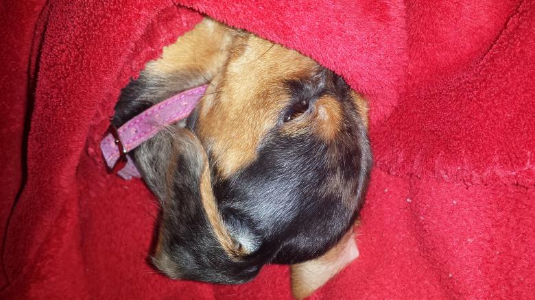 Free stock image of Cold Nose Puppy created by Nature Girl