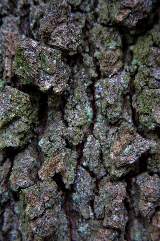 Free stock image of Tree Bark Texture created by Alen