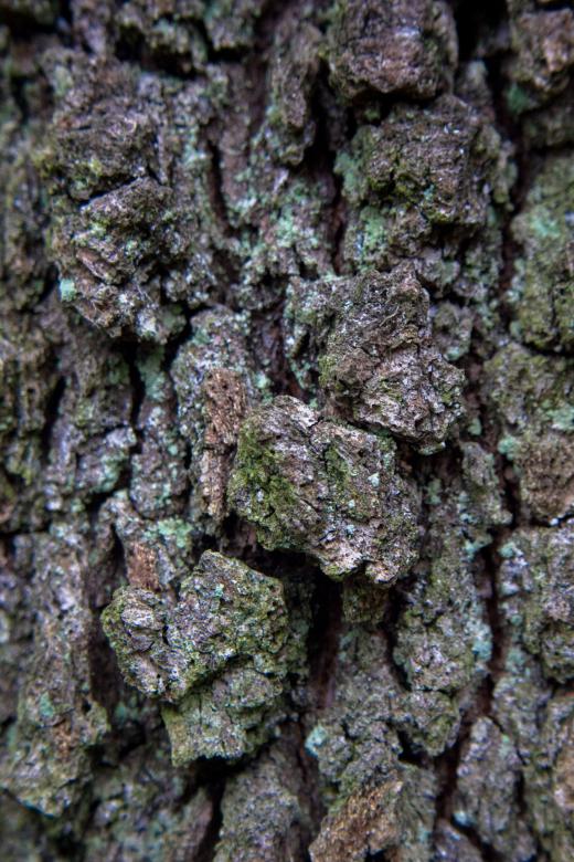 Free stock image of Tree Bark Texture created by Alen