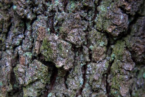 Free Stock Photo of Tree Bark Texture