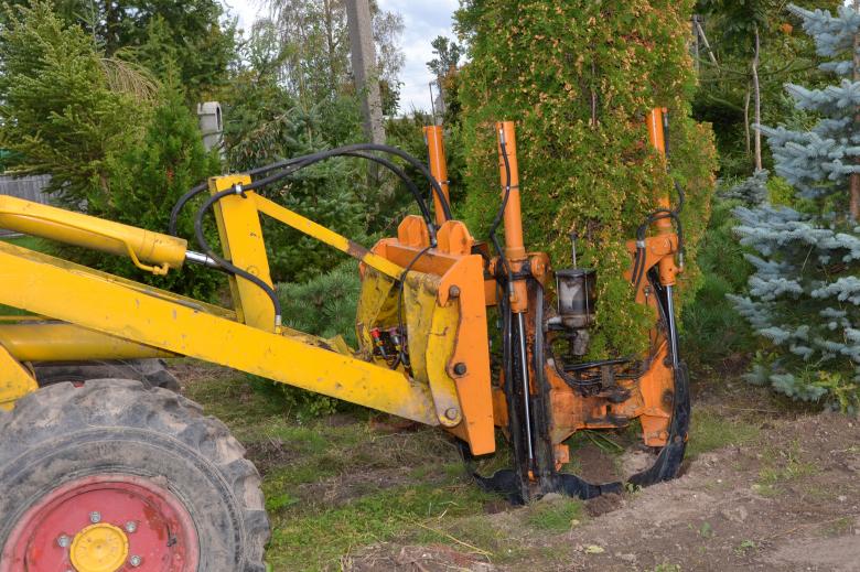 Free stock image of Transplanting arborvitae created by Tomas Adomaitis