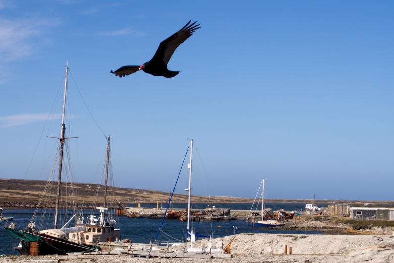 Free stock image of turkey vulture flying over harbour created by Luka