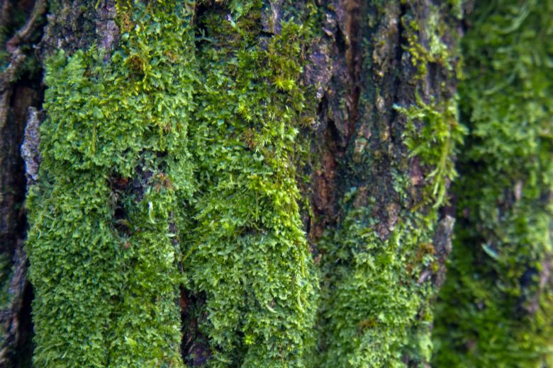 Free stock image of Moss on tree created by Alen