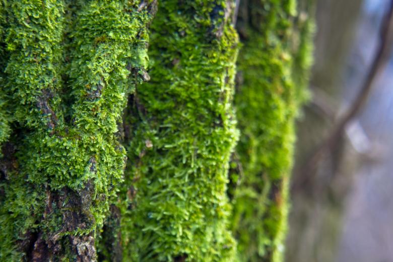 Free stock image of Moss on tree created by Alen