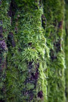 Free Stock Photo of Moss on tree