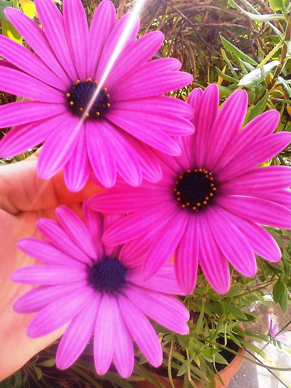 Free stock image of Purple flowers created by eftihia kampouri