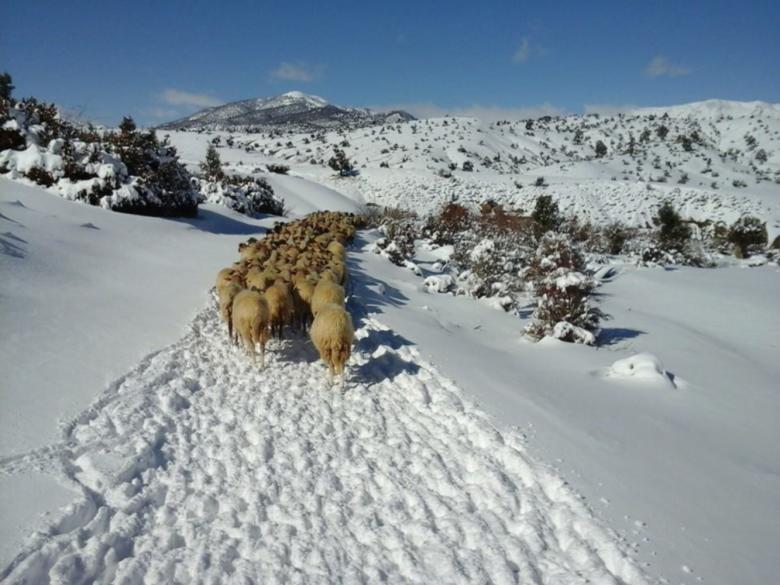 Free stock image of Grazing in snow created by chakomajaw