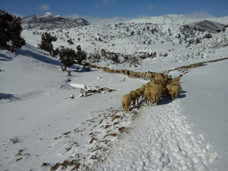 Free stock image of Grazing in snow created by chakomajaw