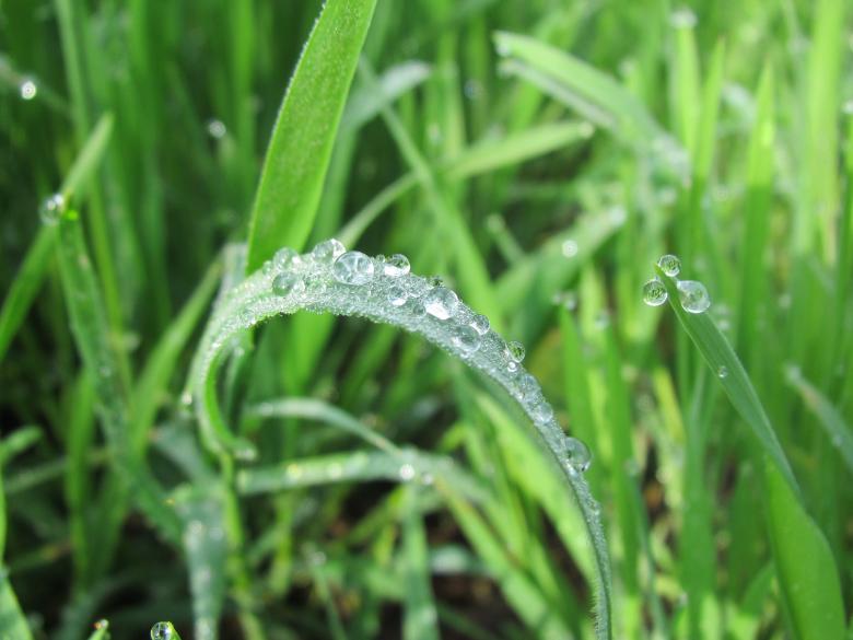 Free stock image of Rain drops on grass created by Boris Kyurkchiev