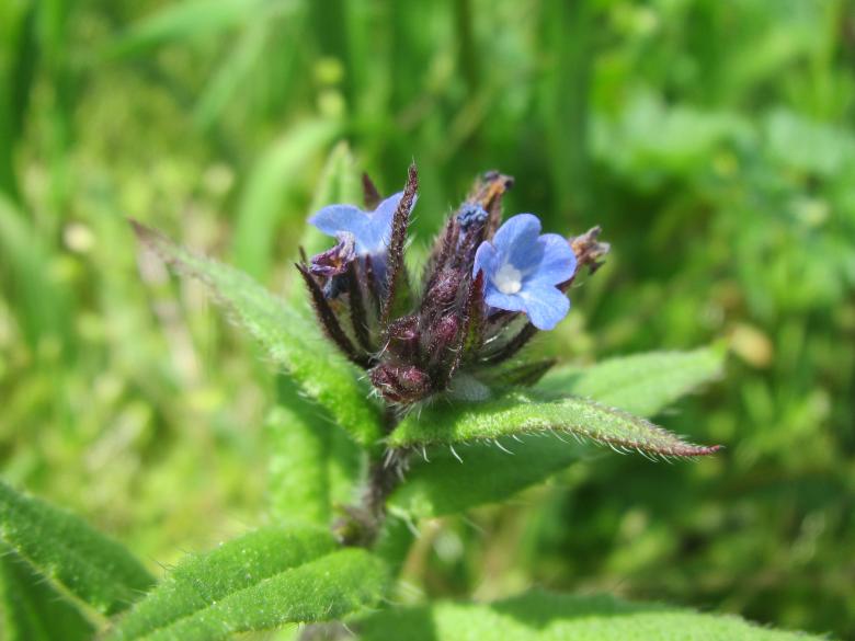 Free stock image of Little blue wild flowers created by Boris Kyurkchiev