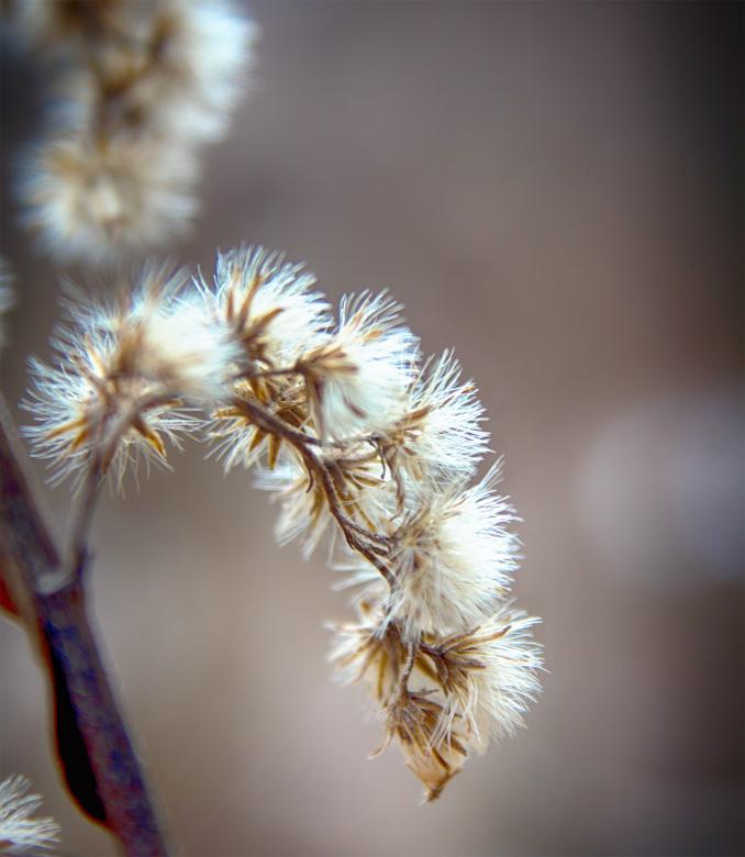Free stock image of Dry plant created by Alen