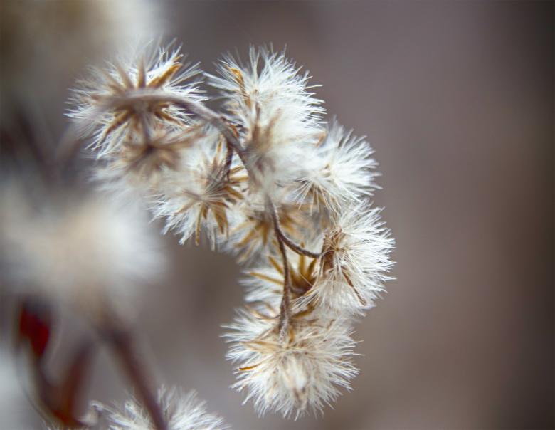Free stock image of Dry plant created by Alen