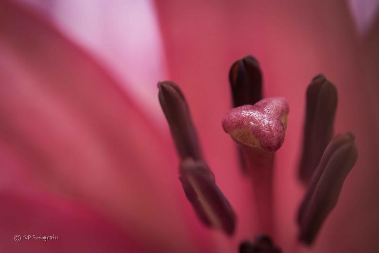 Free stock image of Petal created by Rupert Punsalan