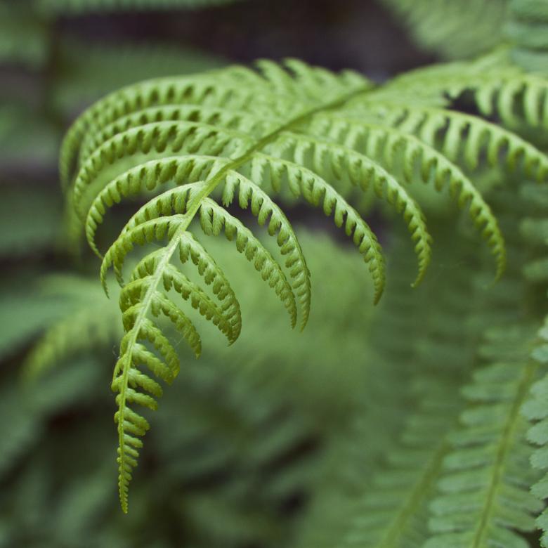 Free stock image of Fern created by Mili Vigerova