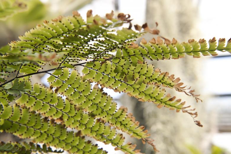 Free stock image of Green plant created by Mili Vigerova