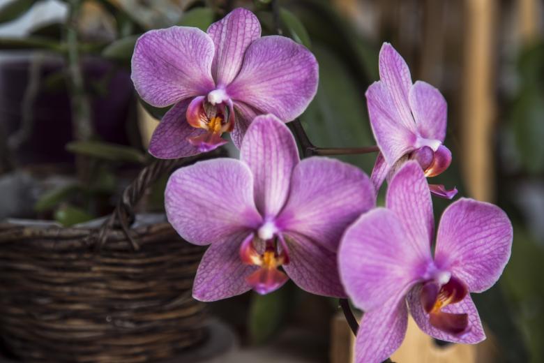 Free stock image of Orchids created by Mili Vigerova