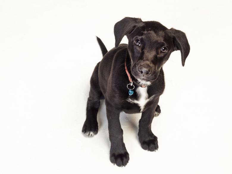 Free stock image of Black puppy created by Mili Vigerova