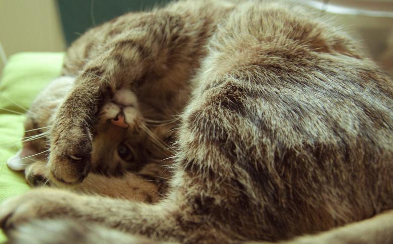 Free stock image of Grumpy cat with paw on head created by Mili Vigerova