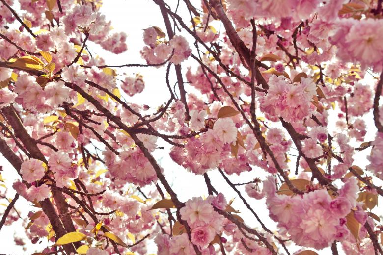 Free stock image of Pink Cherry tree flowers created by Mili Vigerova