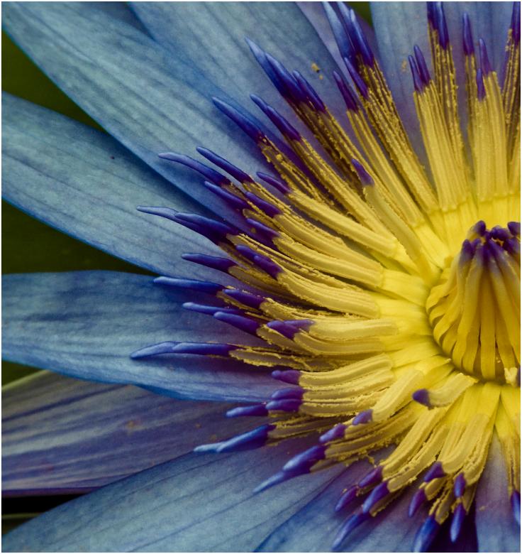 Free stock image of Waterlily flower close up created by Mili Vigerova