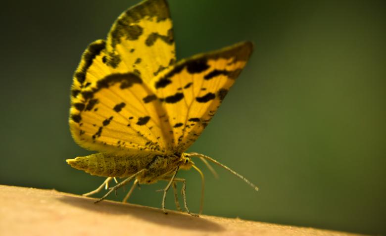 Free stock image of Yellow butterfly close up created by Mili Vigerova