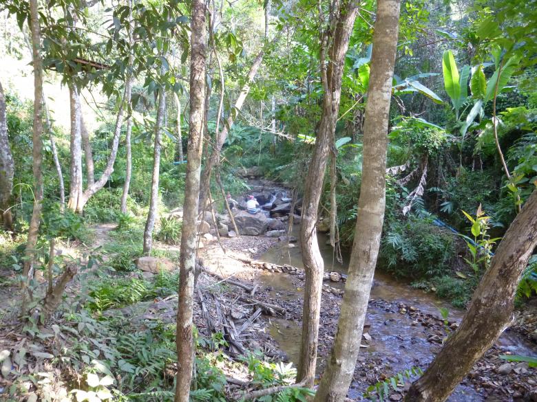 Free stock image of Wild Forest created by Yossi Shoshani