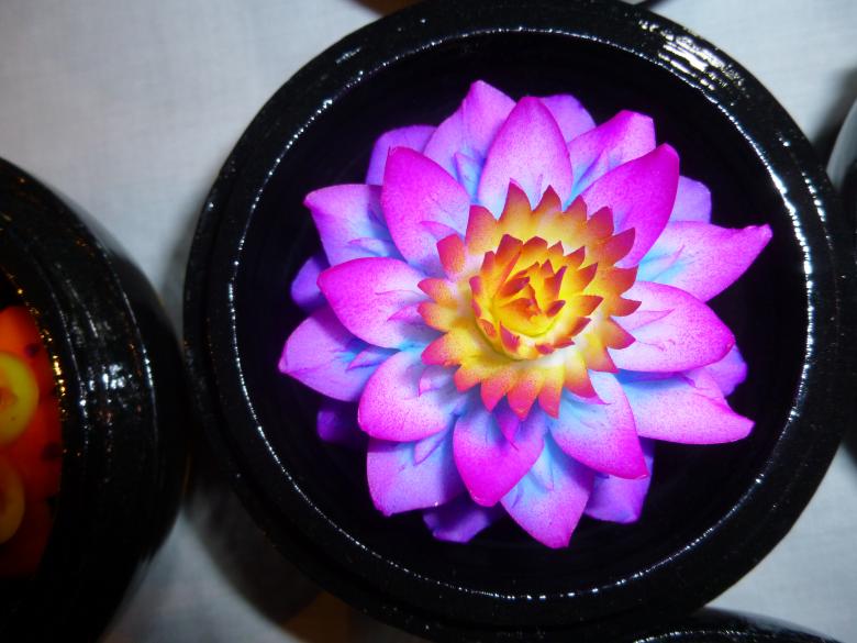 Free stock image of Flower in the Dish created by Yossi Shoshani