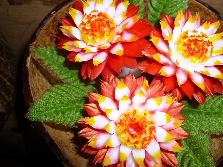 Free stock image of Flowers in the Garden created by Yossi Shoshani