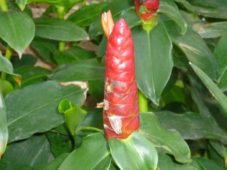 Wild Plant