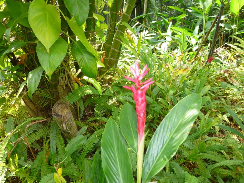 Free stock image of Wild Flower created by Yossi Shoshani