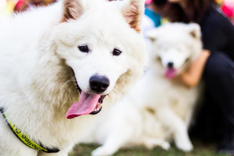 Free stock image of Samoyed Dog created by Tran Mau Tri Tam