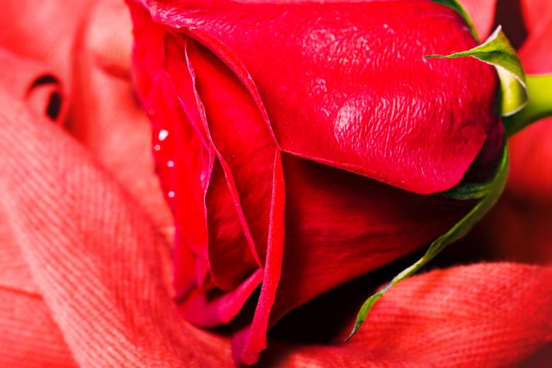 Free stock image of Red rose created by 2happy