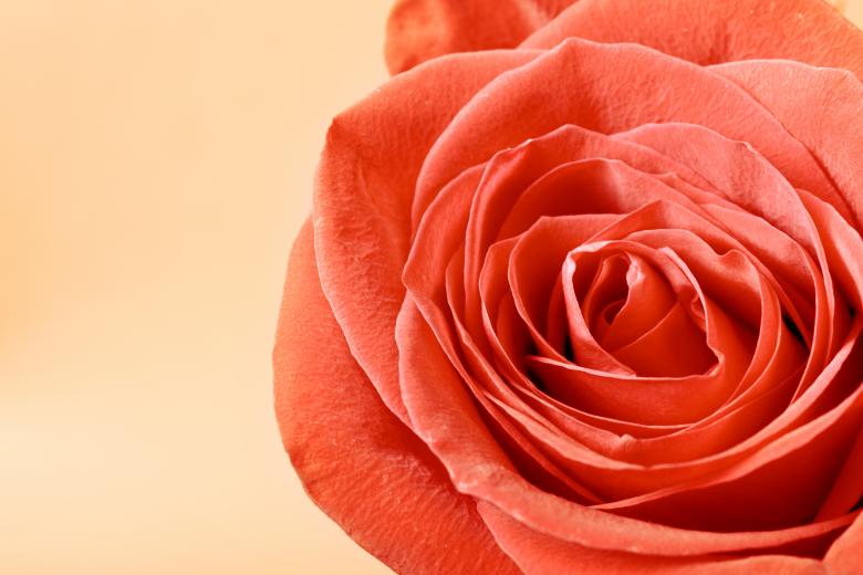 Free stock image of Red rose created by 2happy
