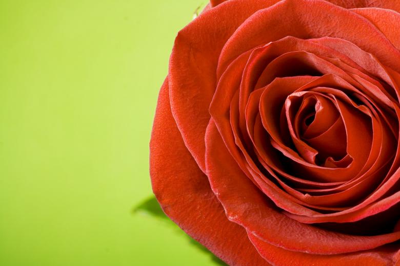 Free stock image of Red rose created by 2happy
