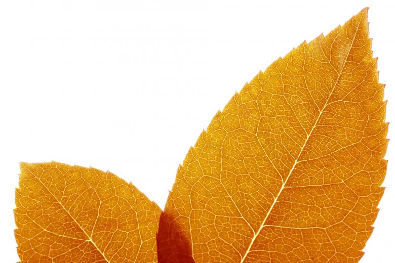 Free stock image of leaf created by 2happy