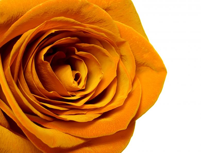 Free stock image of rose created by 2happy