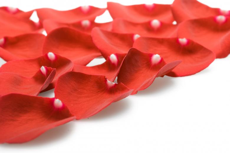 Free stock image of rose petals created by 2happy